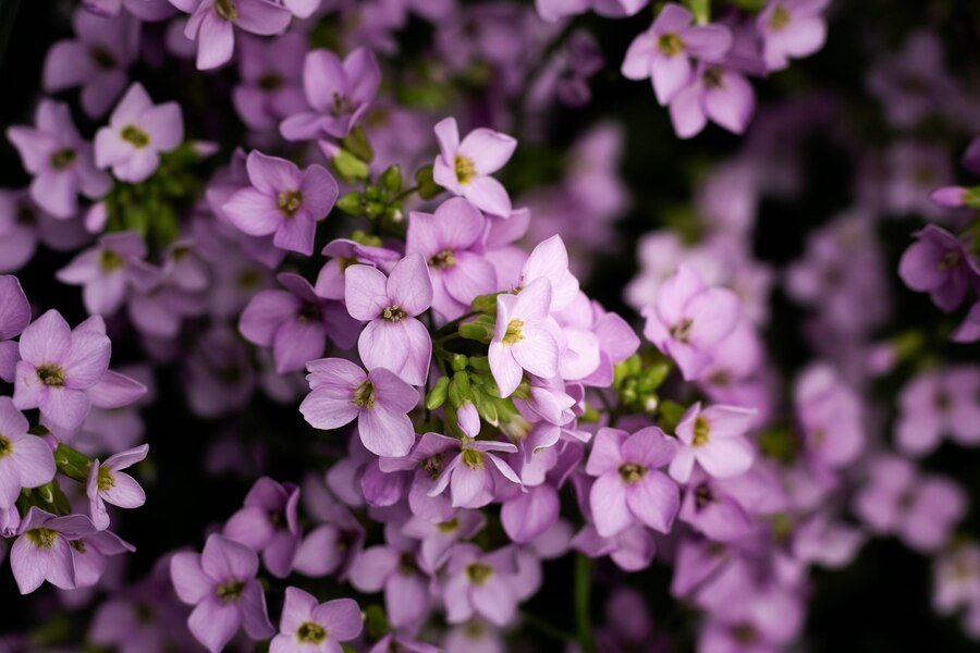 lilas